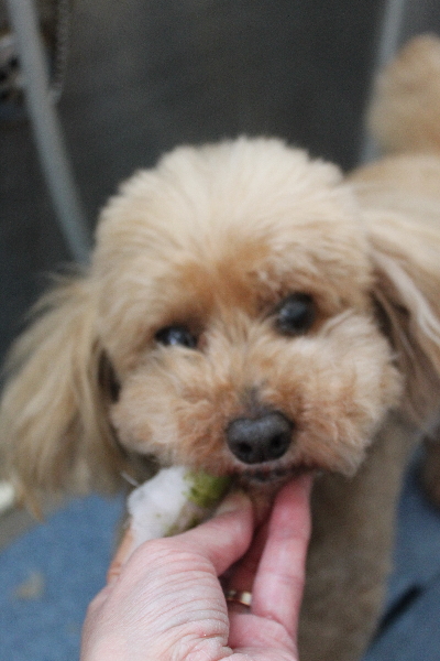 千葉県船橋市のトイプードルの歯磨き画像