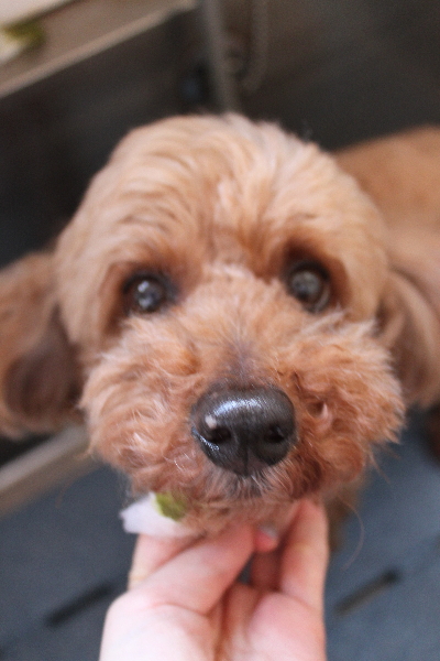 千葉県船橋市のトイプードルの歯磨き画像