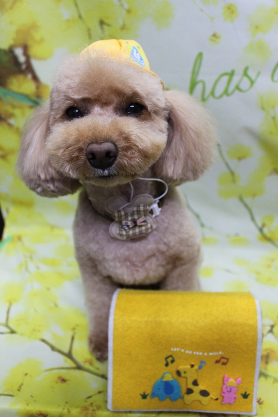 千葉県佐倉市のトイプードルのトリミング画像