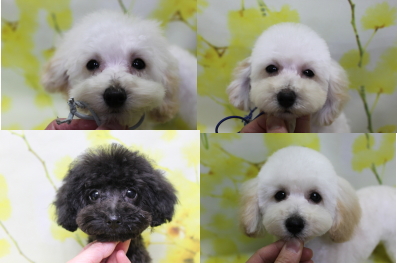 トイプードルブリーダーの子犬、トリミング画像