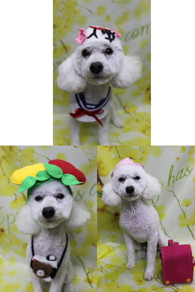 千葉県船橋市のトイプードルのトリミング画像