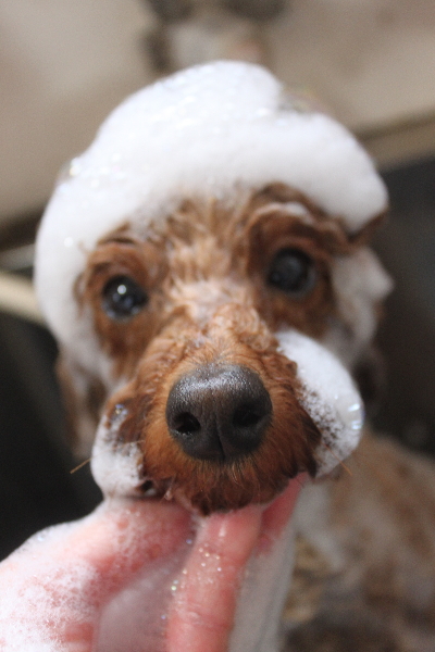 千葉県鎌ヶ谷市のトイプードルのシャンプー画像