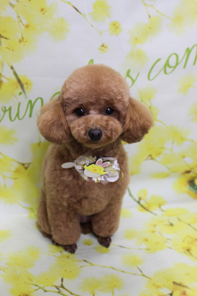 千葉県松戸市のトイプードルのトリミング画像