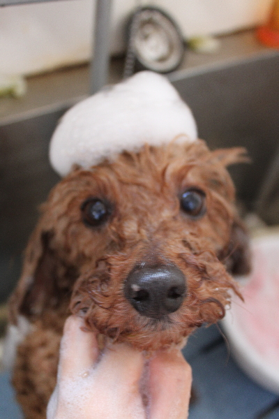 千葉県船橋市のトイプードルのシャンプー画像