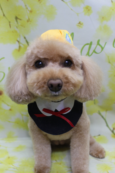 千葉県佐倉市のトイプードルのトリミング画像