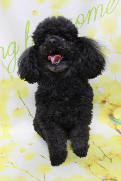 千葉県鎌ケ谷市トイプードルのトリミング前画像