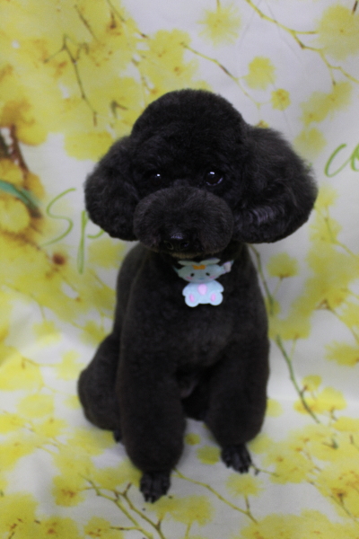 千葉県鎌ヶ谷市のトイプードルのトリミング画像