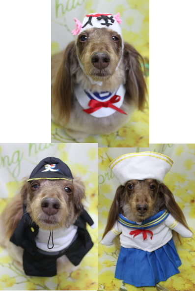 千葉県松戸市のミニチュアダックスのトリミング画像