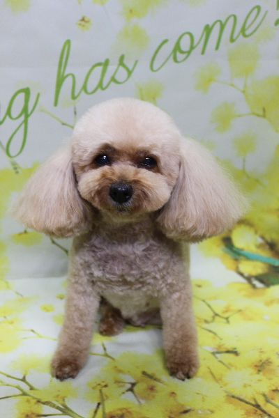 千葉県船橋市のトイプードルのトリミング画像