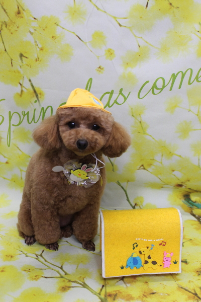 千葉県松戸市のトイプードルのトリミング画像