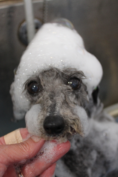 千葉県船橋市のトイプードルのシャンプー画像