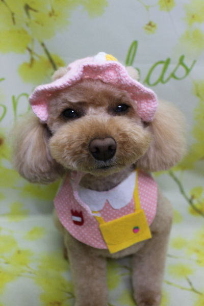 千葉県佐倉市のトイプードルのトリミング画像