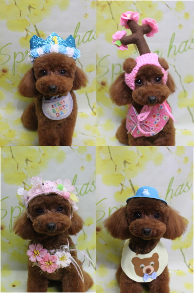 千葉県八千代市のトイプードルのトリミング画像