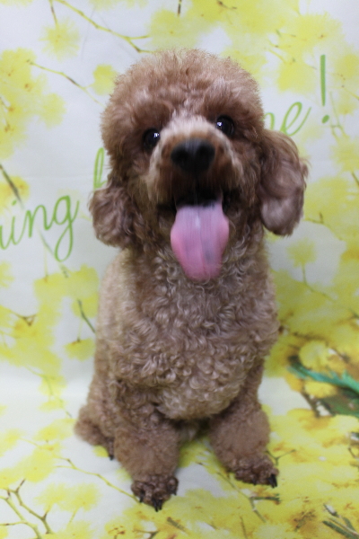 千葉県鎌ケ谷市トイプードルのトリミング前画像