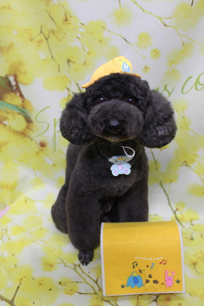 千葉県鎌ヶ谷市のトイプードルのトリミング画像