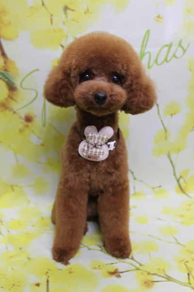 千葉県船橋市のトイプードルのトリミング画像