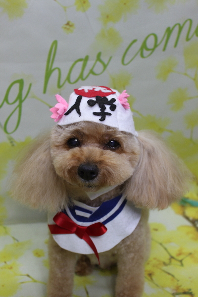 千葉県船橋市のトイプードルのトリミング画像