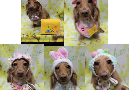 千葉県船橋市のミニチュアダックスのトリミング画像