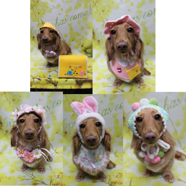 千葉県船橋市のミニチュアダックスのトリミング画像