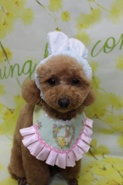 千葉県松戸市のトイプードルのトリミング画像