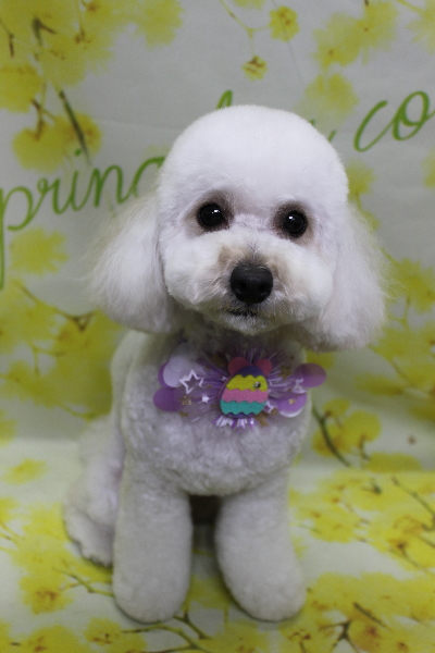 千葉県松戸市のトイプードルのトリミング画像