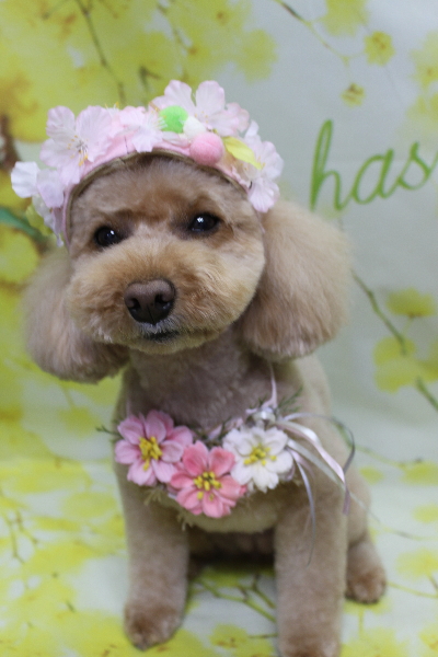 千葉県佐倉市のトイプードルのトリミング画像