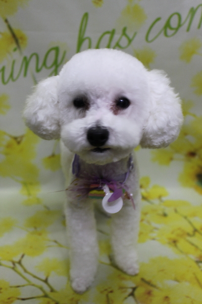 千葉県鎌ケ谷市のトイプードルのトリミング画像