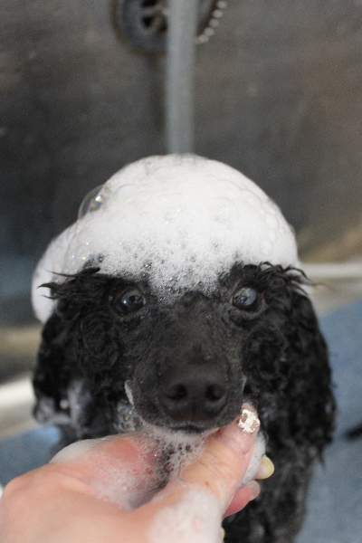 千葉県鎌ケ谷市トイプードルのシャンプー画像