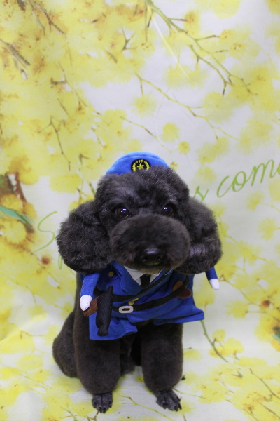 千葉県鎌ヶ谷市のトイプードルのトリミング画像