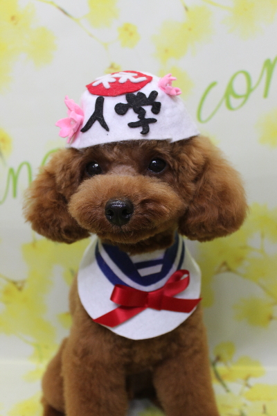 千葉県船橋市のトイプードルのトリミング画像