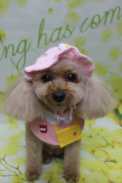 千葉県船橋市のトイプードルのトリミング画像