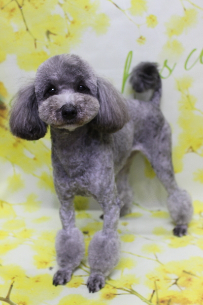 トイプードルブリーダーの成犬、トリミング画像