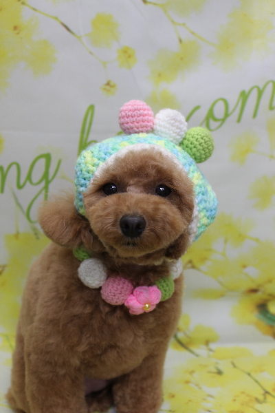 千葉県松戸市のトイプードルのトリミング画像