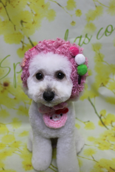 千葉県松戸市のトイプードルのトリミング画像