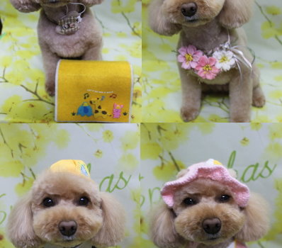 千葉県佐倉市のトイプードルのトリミング画像