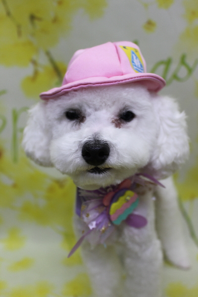 千葉県鎌ケ谷市のトイプードルのトリミング画像