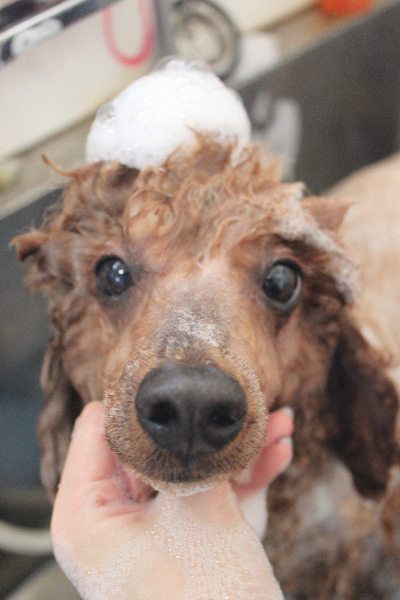 千葉県鎌ケ谷市トイプードルのシャンプー画像