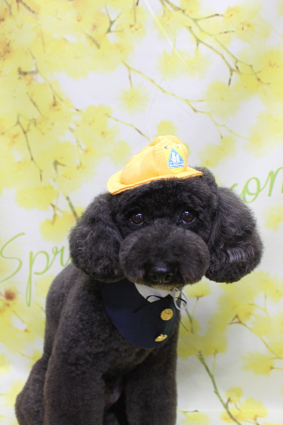 千葉県鎌ヶ谷市のトイプードルのトリミング画像