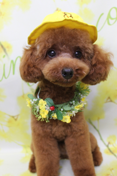 千葉県船橋市のトイプードルのトリミング画像