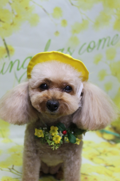 千葉県船橋市のトイプードルのトリミング画像