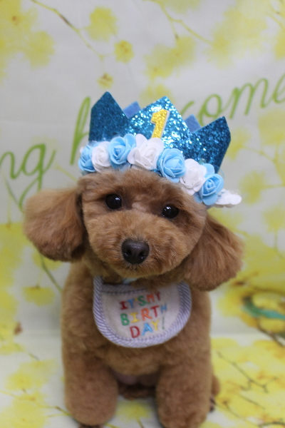 千葉県松戸市のトイプードルのトリミング画像