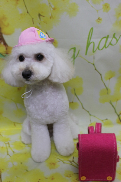 千葉県松戸市のトイプードルのトリミング画像