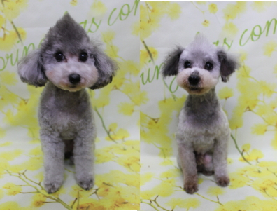 トイプードルブリーダーの成犬、トリミング画像