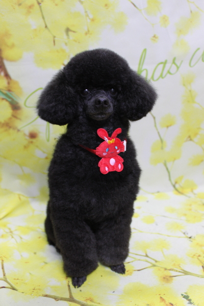 千葉県鎌ケ谷市トイプードルのトリミング画像