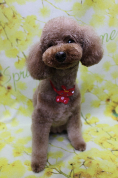 千葉県鎌ヶ谷市のトイプードルのトリミング画像