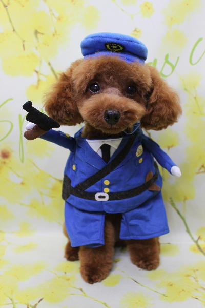 千葉県船橋市のトイプードルのトリミング画像