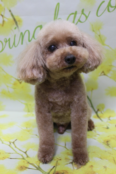 千葉県船橋市のトイプードルのトリミング画像