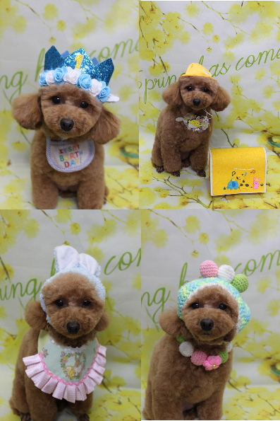 千葉県松戸市のトイプードルのトリミング画像