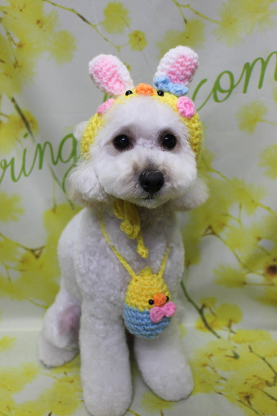 千葉県松戸市のトイプードルのトリミング画像