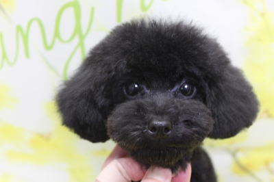 トイプードルブリーダーの子犬、トリミング画像